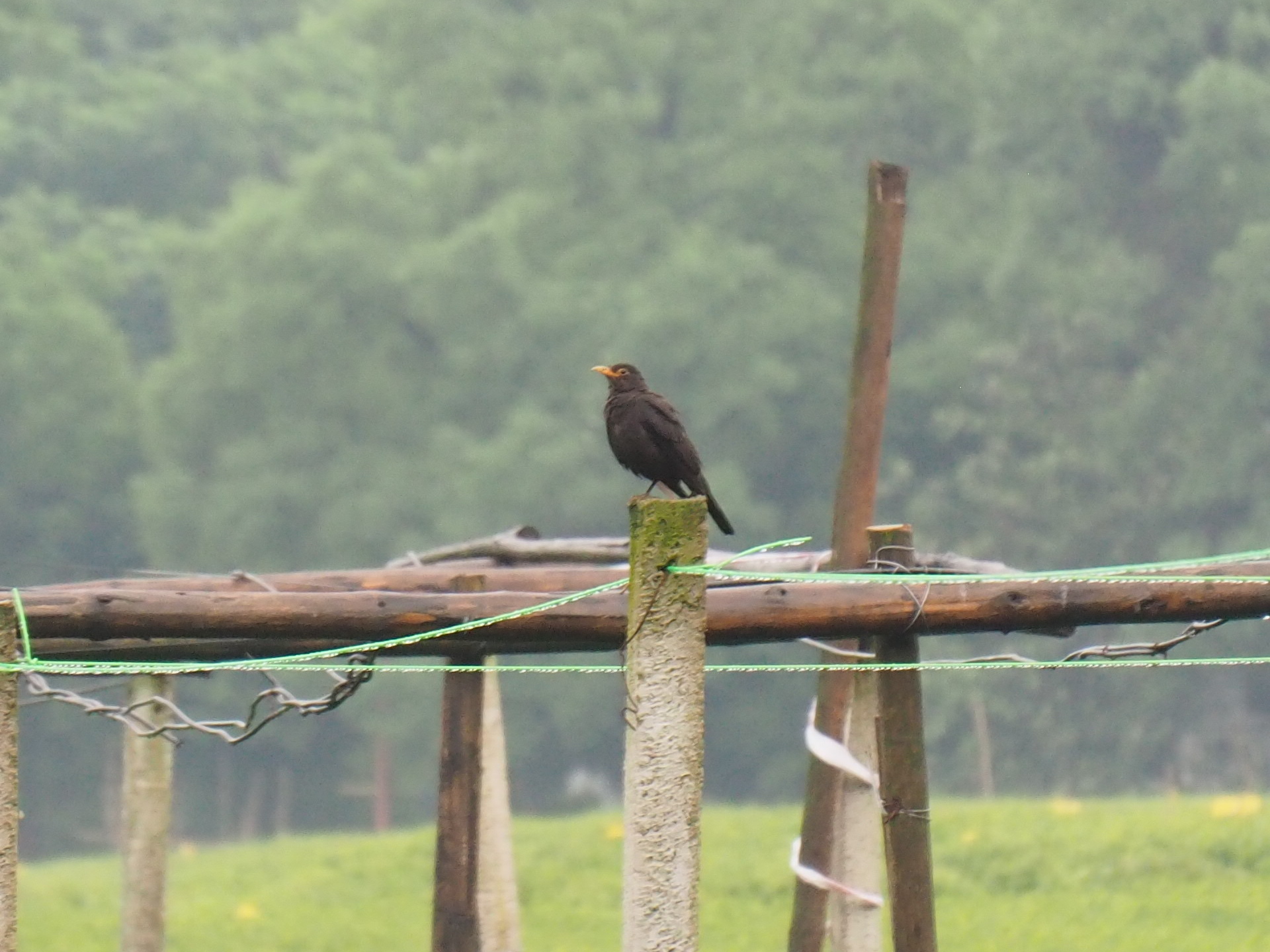 Photo of Chinese Blackbird at 西湖(杭州,中国) by ryokawameister