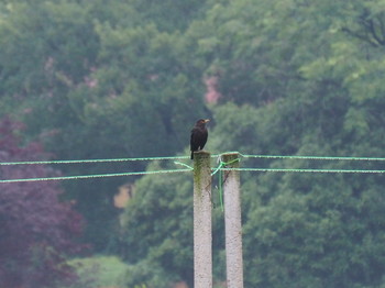 Chinese Blackbird 西湖(杭州,中国) Sat, 6/3/2017