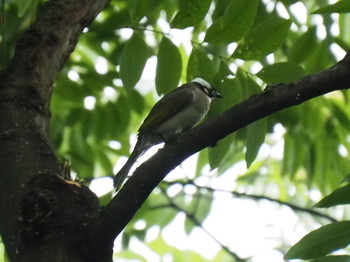 Light-vented Bulbul 西湖(杭州,中国) Sat, 6/3/2017