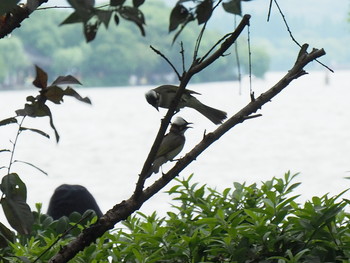 Light-vented Bulbul 西湖(杭州,中国) Sat, 6/3/2017