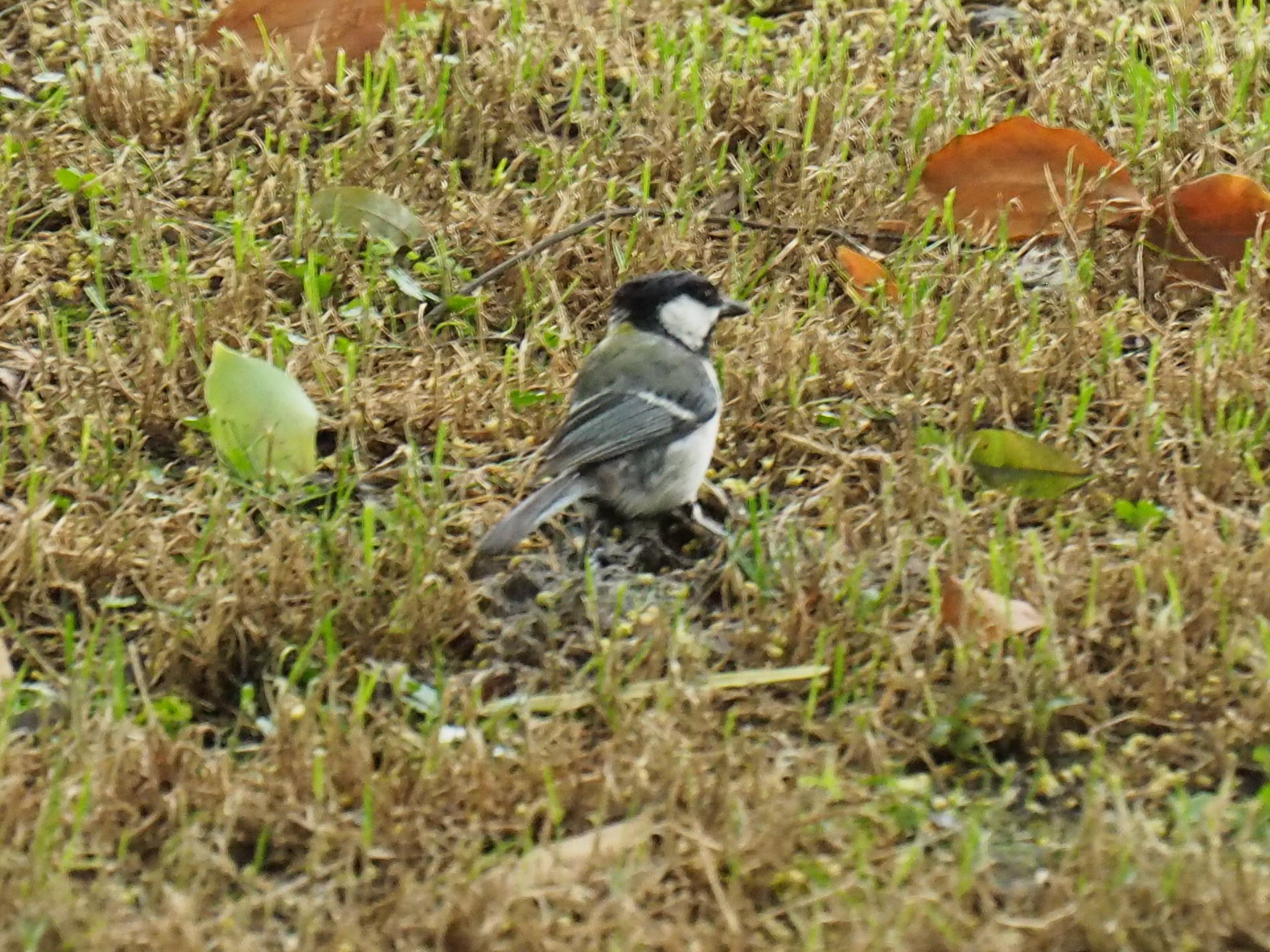 Photo of Japanese Tit at 西湖(杭州,中国) by ryokawameister