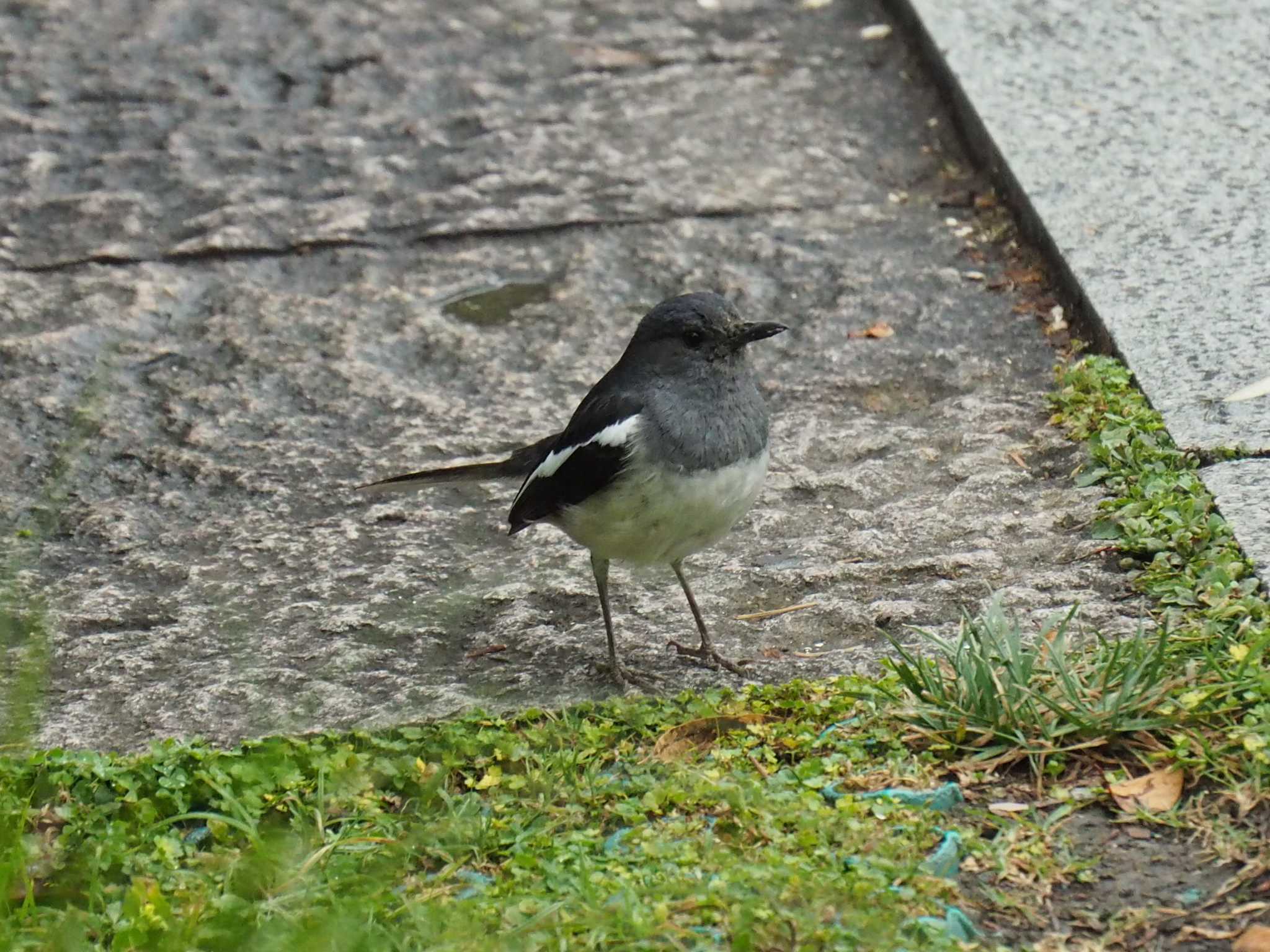 Photo of Oriental Magpie-Robin at 西湖(杭州,中国) by ryokawameister