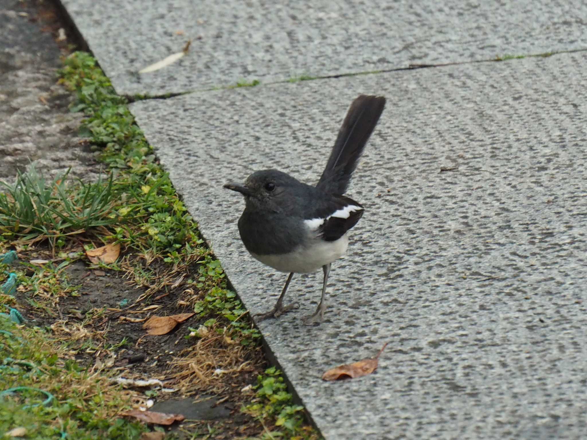 Photo of Oriental Magpie-Robin at 西湖(杭州,中国) by ryokawameister