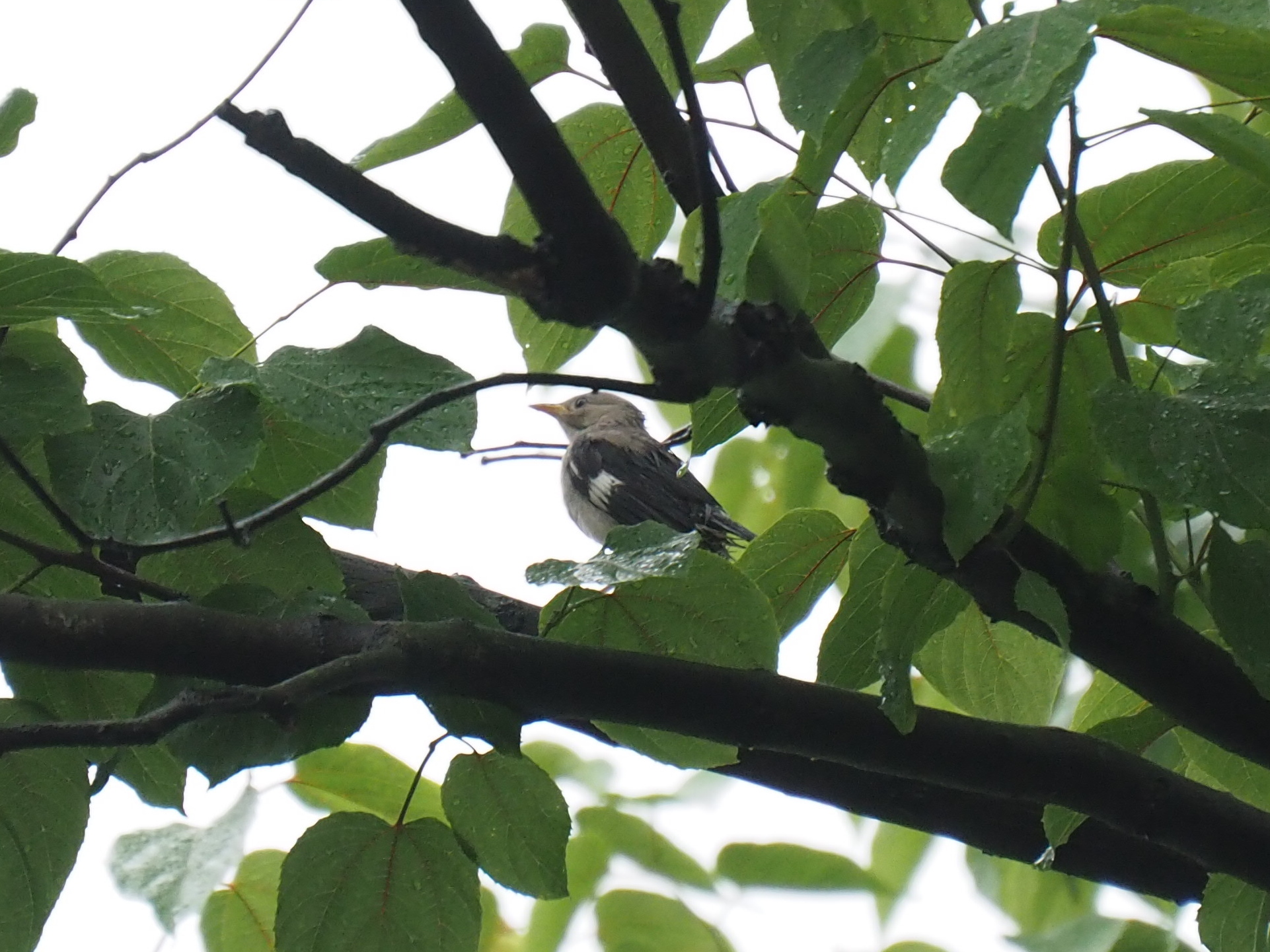 Photo of Red-billed Starling at 西湖(杭州,中国) by ryokawameister