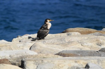 ウミウ 静岡県　沼津 2019年1月24日(木)