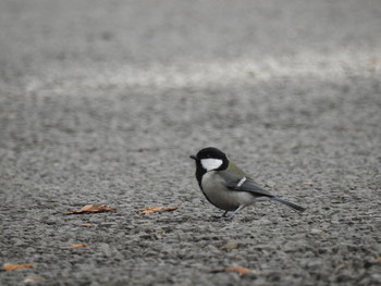 2017年1月14日(土) 新宿御苑の野鳥観察記録