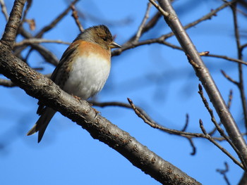 2017年1月15日(日) 播磨坂の野鳥観察記録