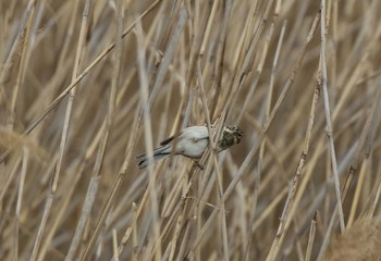 Chestnut-eared Bunting 大阪市北区 Sun, 1/27/2019