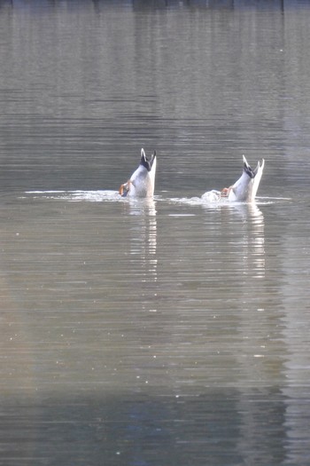 2017年1月22日(日) 小石川後楽園の野鳥観察記録