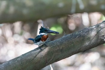 Amazon Kingfisher El Chiru Tue, 1/8/2019