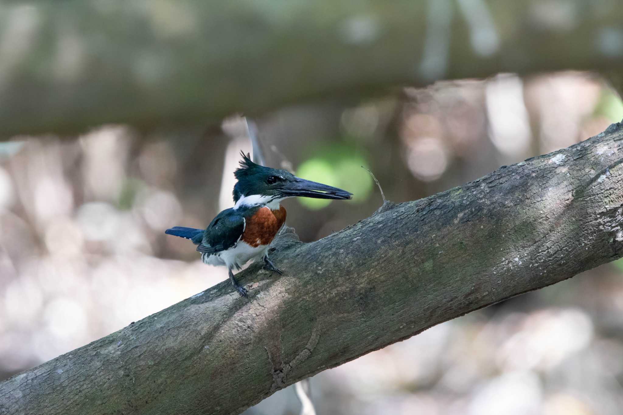 Amazon Kingfisher