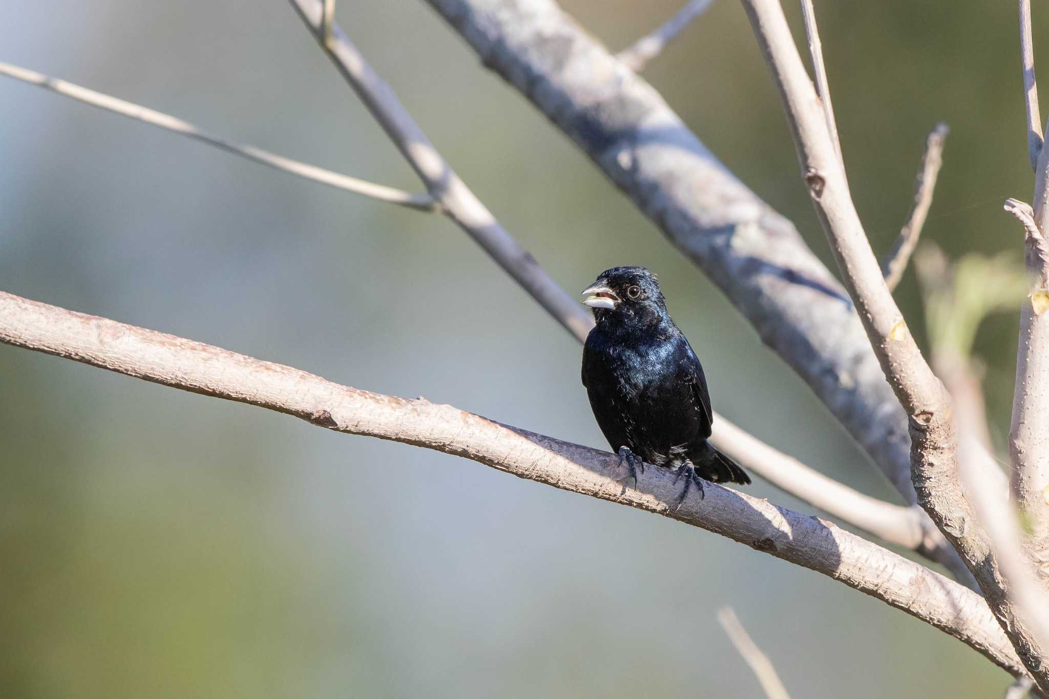 Photo of Blue-black Grassquit at El Chiru by Trio