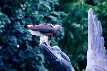 Grey-headed Fish Eagle