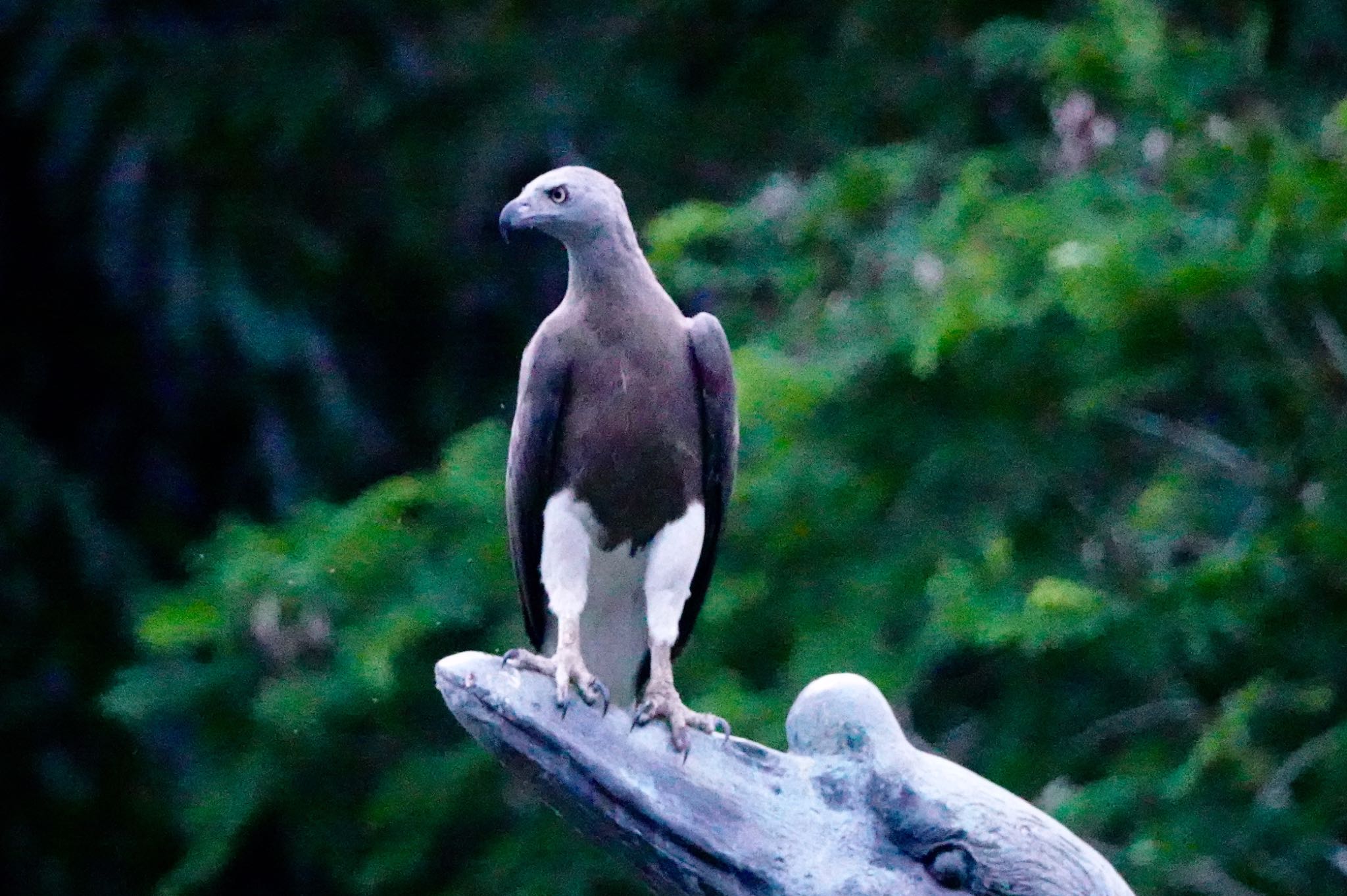 Grey-headed Fish Eagle