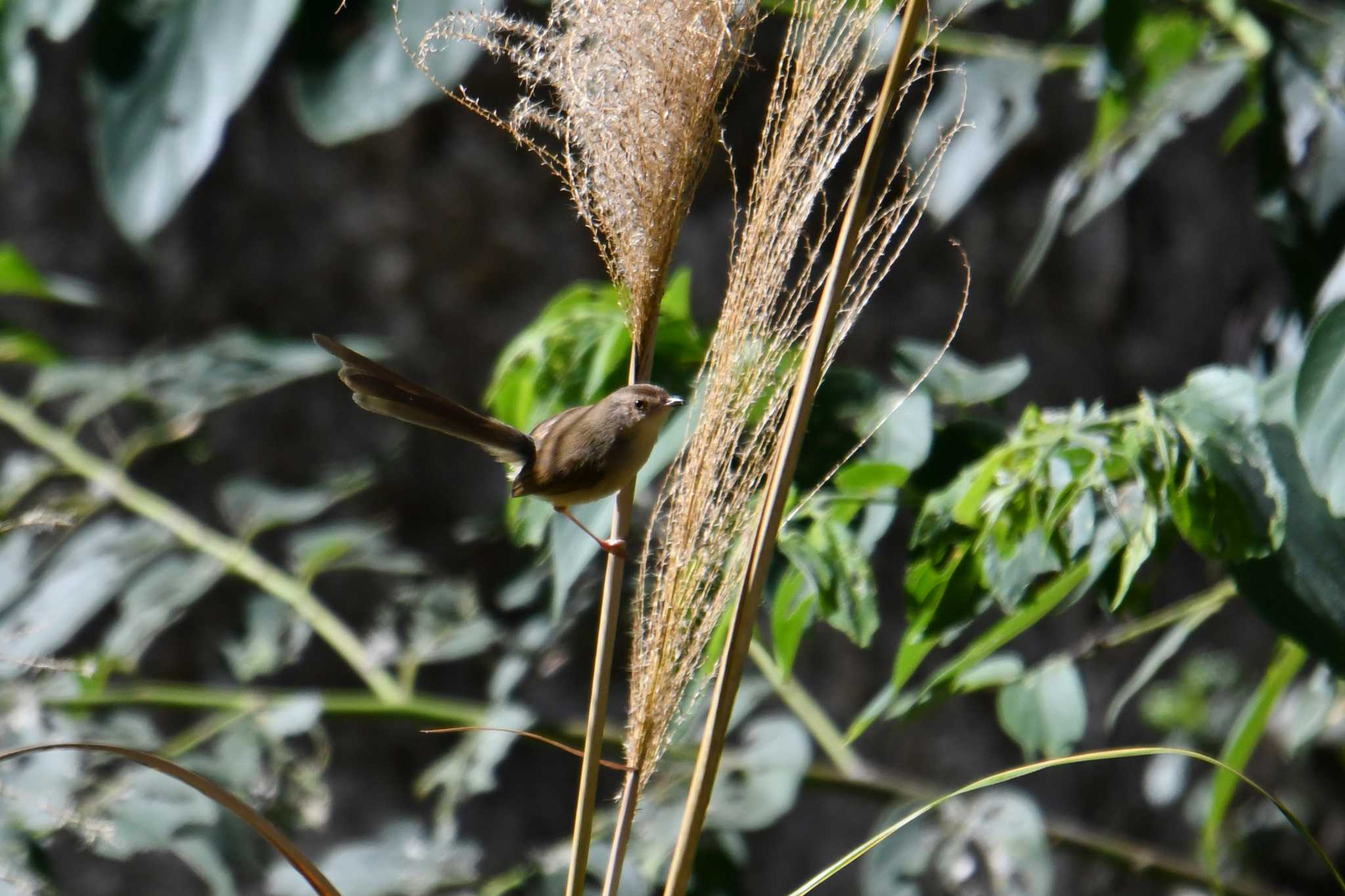 Photo of Plain Prinia at 里冷渓 by あひる