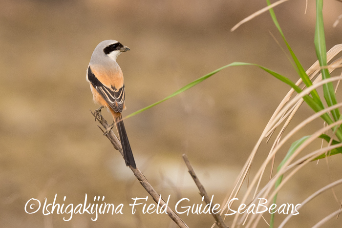 Photo of Long-tailed Shrike at Ishigaki Island by 石垣島バードウオッチングガイドSeaBeans