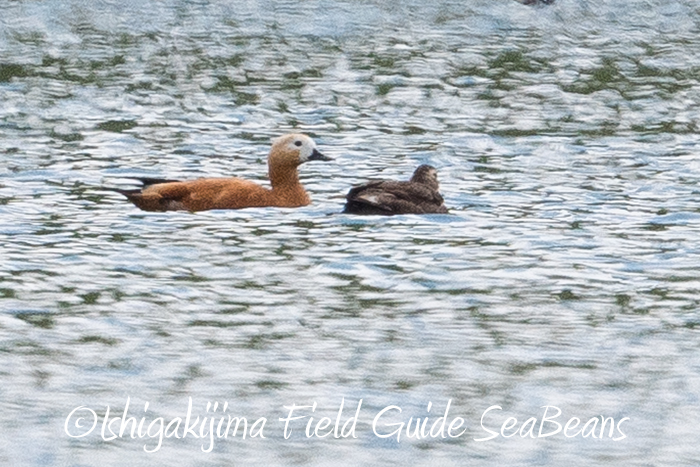 Photo of Ruddy Shelduck at Ishigaki Island by 石垣島バードウオッチングガイドSeaBeans