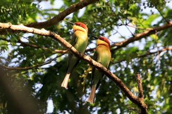 Chestnut-headed Bee-eater Cat Tien National Park Sat, 12/1/2018