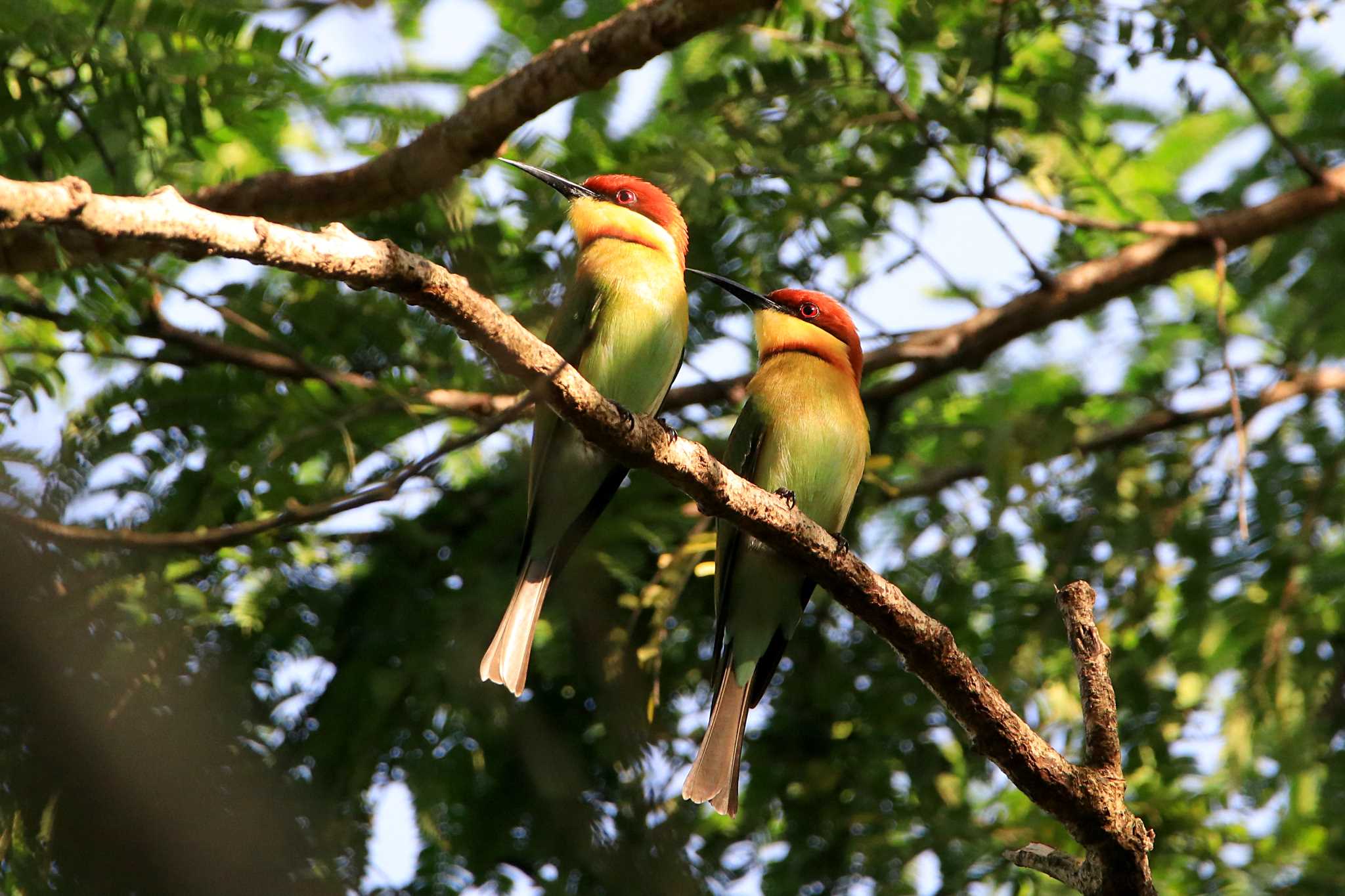 Chestnut-headed Bee-eater