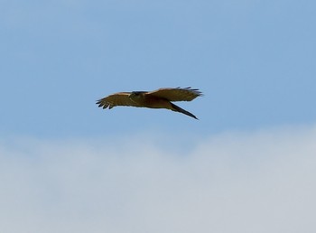 Eurasian Sparrowhawk 東大阪市 Sun, 12/23/2018