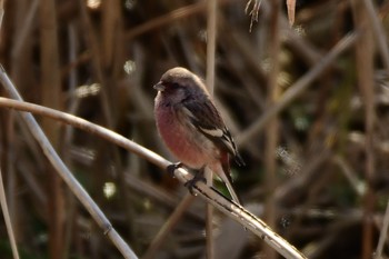 Siberian Long-tailed Rosefinch 東大阪市 Tue, 1/1/2019