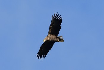 White-tailed Eagle 福井県 Sun, 1/13/2019