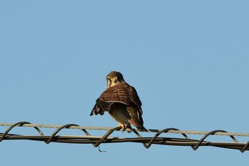 Common Kestrel 東大阪市 Mon, 1/14/2019