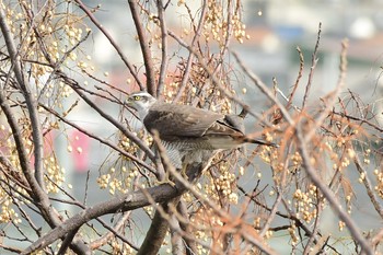 Eurasian Goshawk 東大阪市 Sat, 1/26/2019