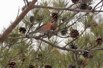 Red Crossbill 岡谷林道 Mon, 1/28/2019