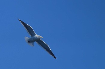 オオセグロカモメ 静岡県　沼津 2019年1月24日(木)