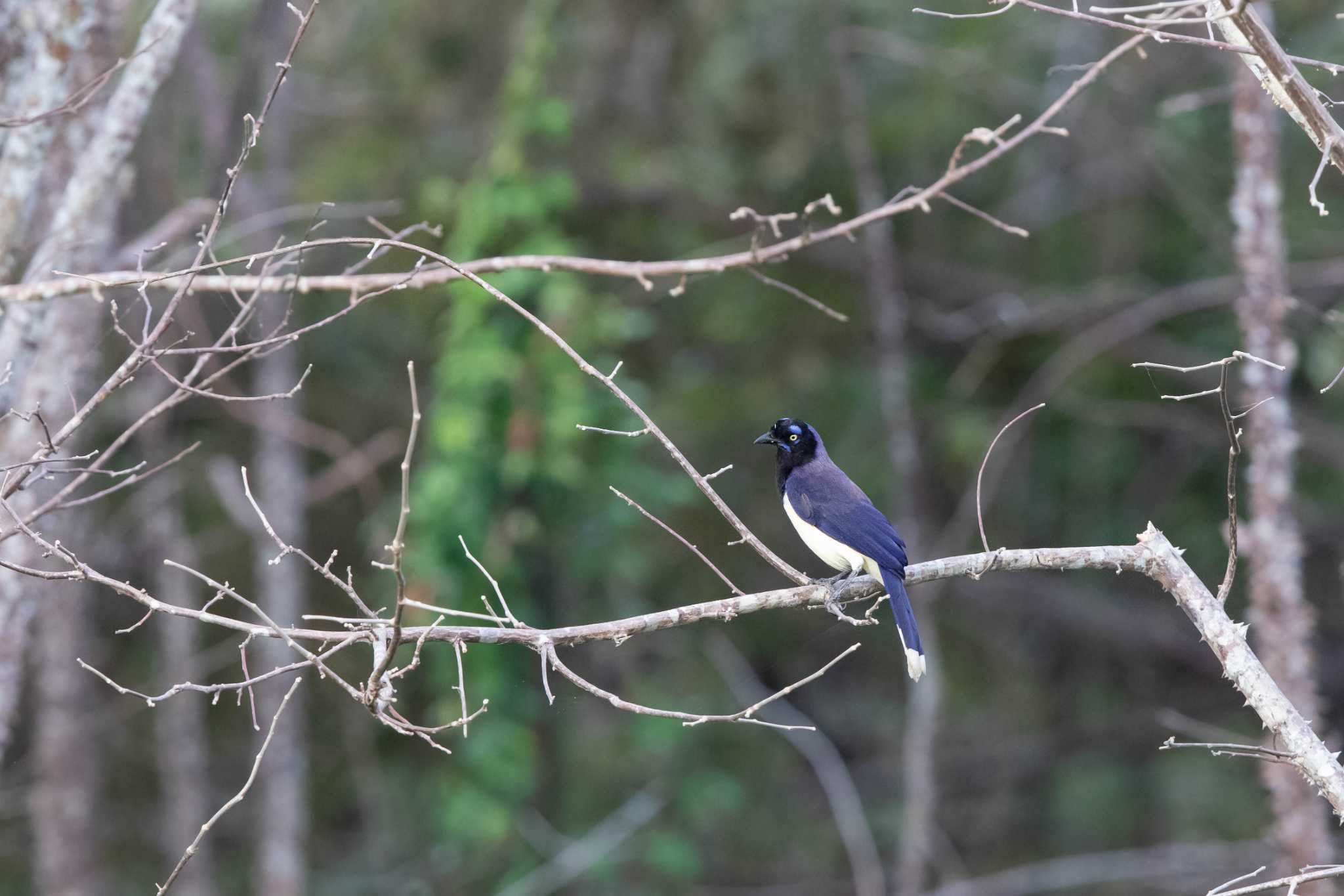 Photo of Black-chested Jay at El Chiru by Trio