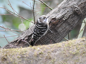 2017年2月18日(土) 明治神宮の野鳥観察記録