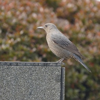 Blue Rock Thrush Minatomirai Thu, 1/31/2019