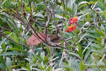 Common Tailorbird Singapore Botanic Gardens Fri, 1/25/2019