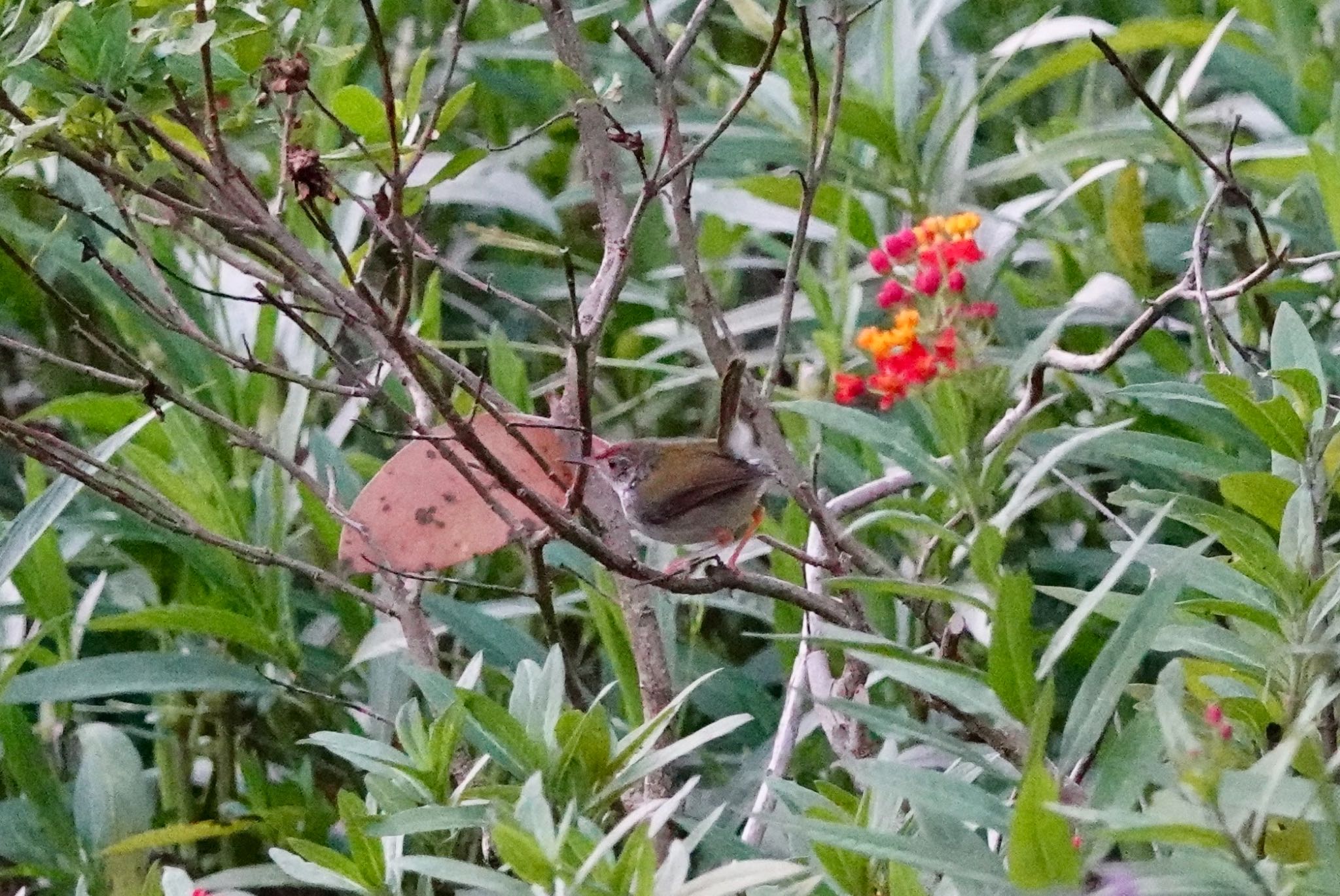 シンガポール植物園 オナガサイホウチョウの写真 by のどか