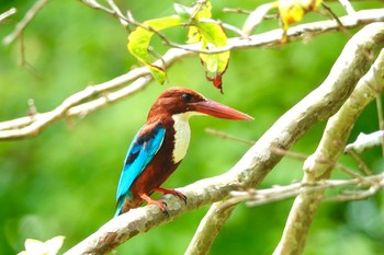 アオショウビン シンガポール植物園 2019年1月25日(金)