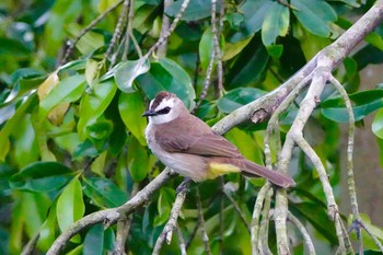 メグロヒヨドリ シンガポール植物園 2019年1月25日(金)