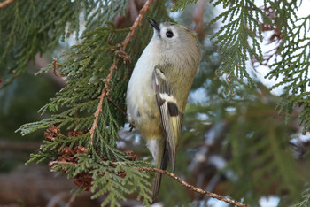 Goldcrest 東京都多摩地域 Sun, 1/27/2019