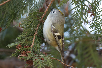 Goldcrest 東京都多摩地域 Sun, 1/27/2019