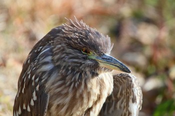 Black-crowned Night Heron 大池緑地 Sat, 1/26/2019