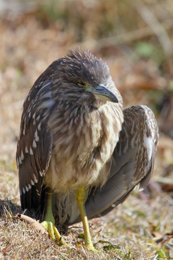 Black-crowned Night Heron 大池緑地 Sat, 1/26/2019