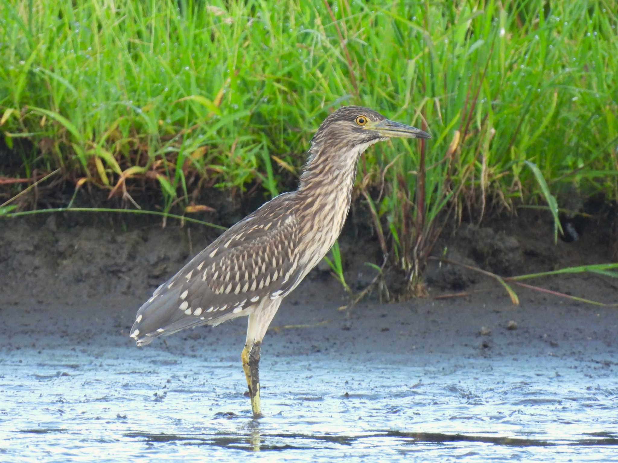2024年8月16日(金) 川越市の野鳥観察記録 by あっつん | ZooPicker 2024年8月16日(金) 川越市の野鳥観察記録 by あっつん | ZooPicker