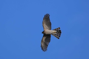 Eurasian Goshawk 大池緑地 Sat, 1/19/2019