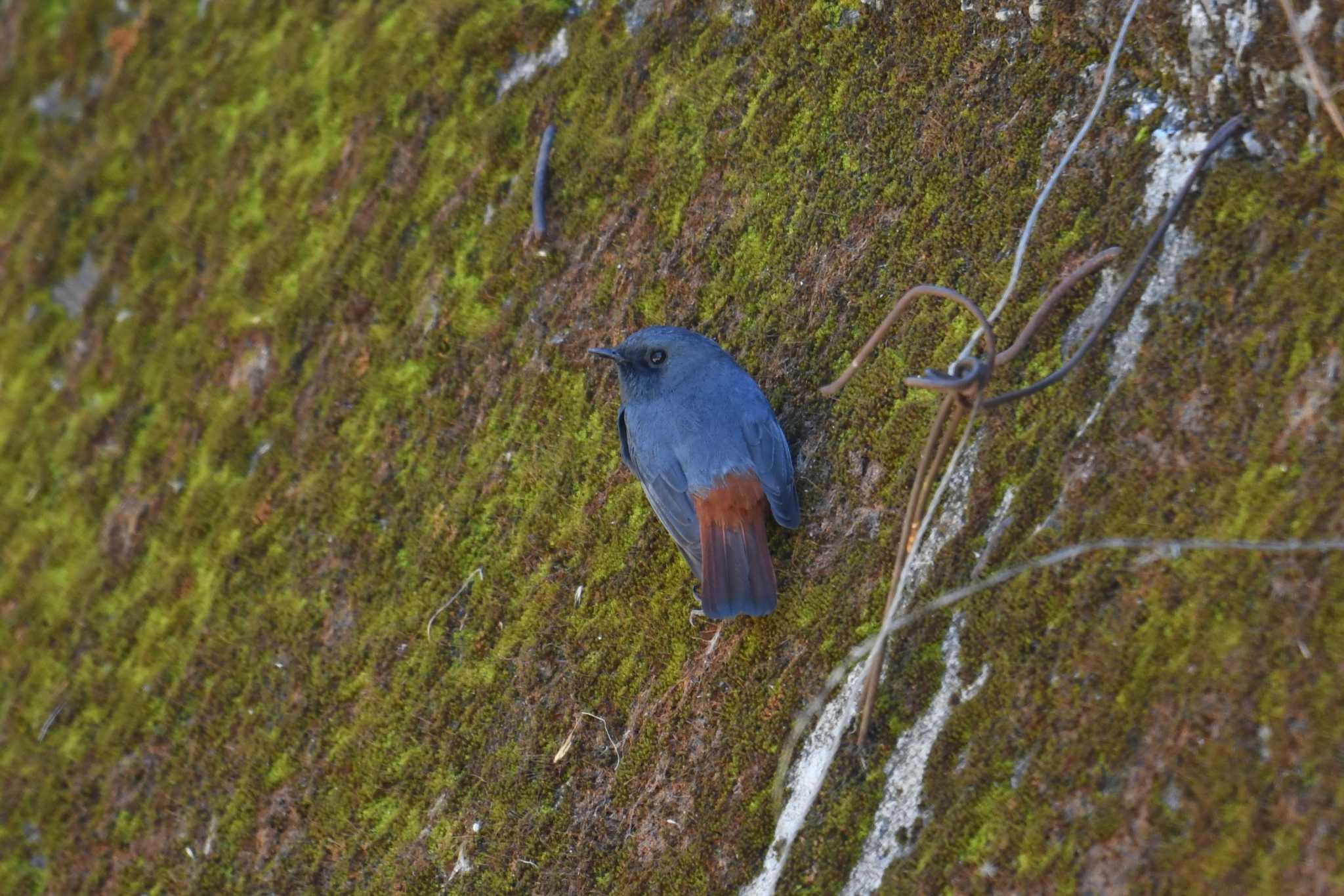 Plumbeous Water Redstart