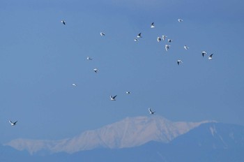 ユリカモメ 静岡県　沼津 2019年1月24日(木)