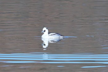 Smew 春日井市 Mon, 1/14/2019