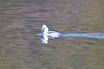 Smew 春日井市 Mon, 1/14/2019