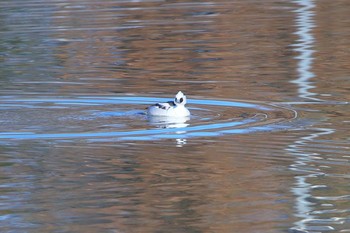 Smew 春日井市 Mon, 1/14/2019