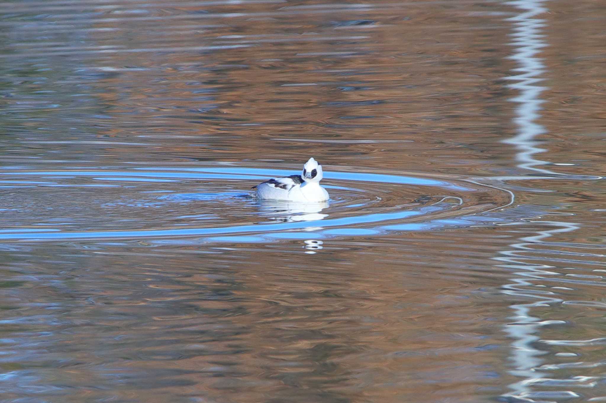 Photo of Smew at 春日井市 by ma-★kun