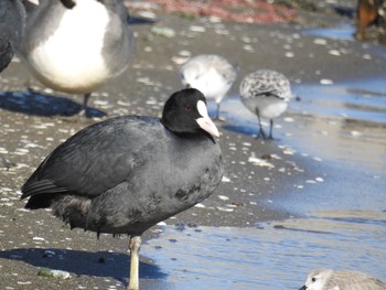 オオバン ふなばし三番瀬海浜公園 2019年2月1日(金)